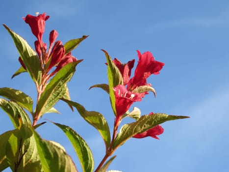 Weigelie - Weigela bristol "ruby"""