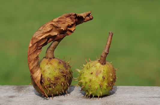two chestnuts
