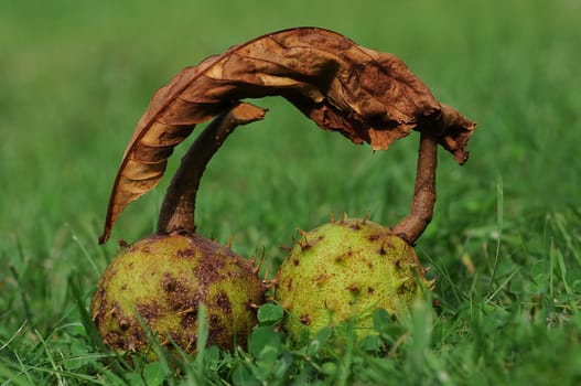 Chestnuts in the grass