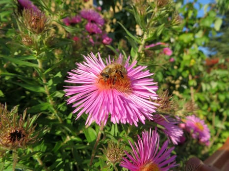 Symphyotrichum novi-belgii