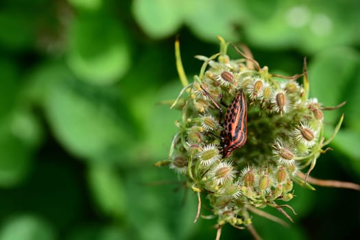 Striped bug