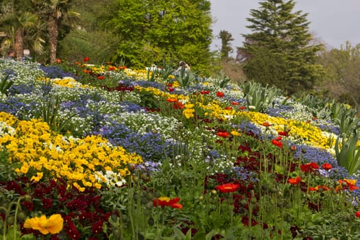 Flower meadow