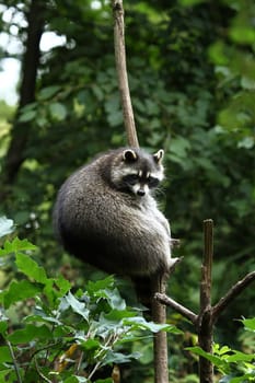 Raccoon