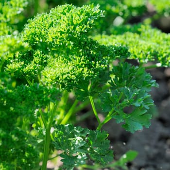 parsley