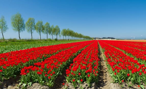 field with red tulips in the netherlands
