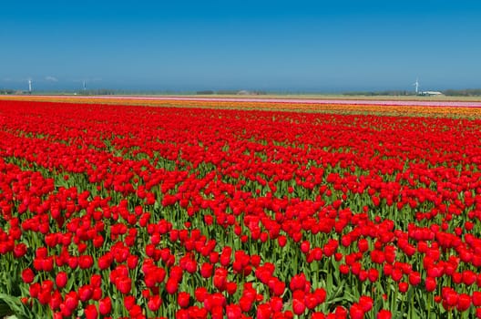 field with red tulips in the netherlands