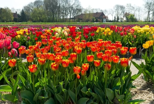 colorful blooming tulips in a garden