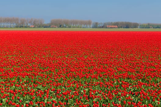 field with red tulips in the netherlands