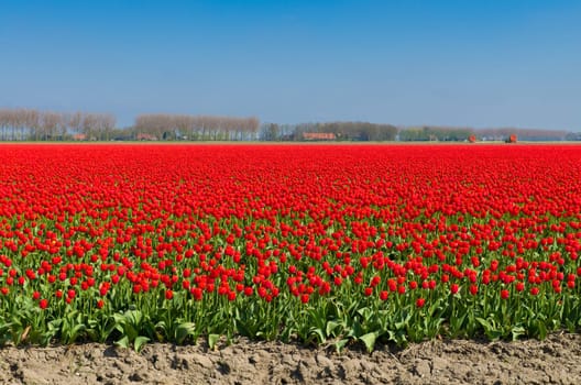 field with red tulips in the netherlands