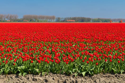 field with red tulips in the netherlands