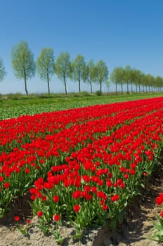 field with red tulips in the netherlands