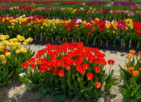 colorful blooming tulips in a garden