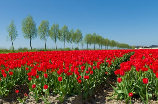 field with red tulips in the netherlands