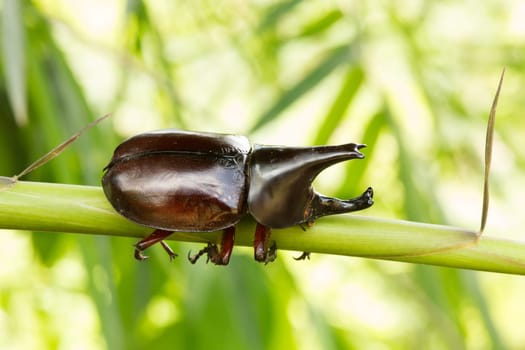 Rhinoceros beetle,close-up of the beetle in nature