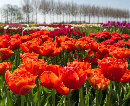 colorful blooming tulips in a garden
