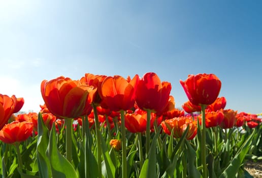 blooming tulips against a blue sky
