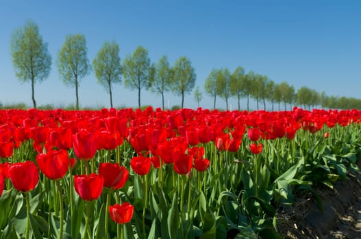 field with red tulips in the netherlands