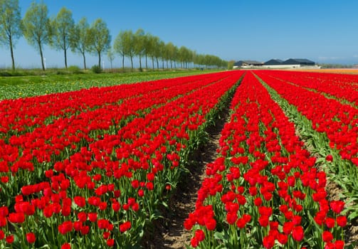field with red tulips in the netherlands