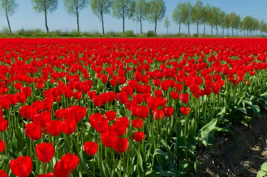 field with red tulips in the netherlands