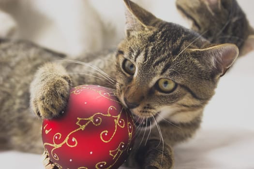 Kitten is playing with a red christmas ball.