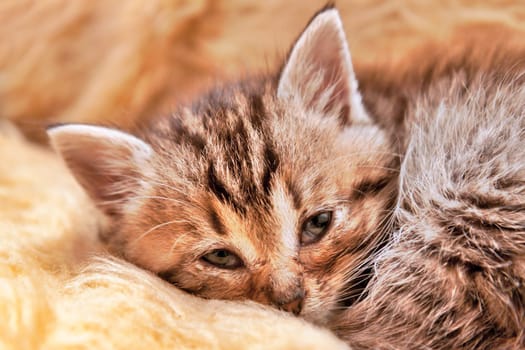 Young Kitten Sleeping on a Yellow Blanket
