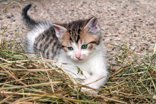 Young Grey Kitten on Dry Grass