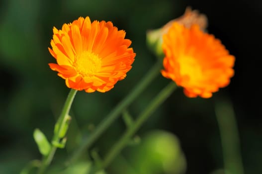 Tagetes