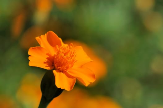 Tagetes