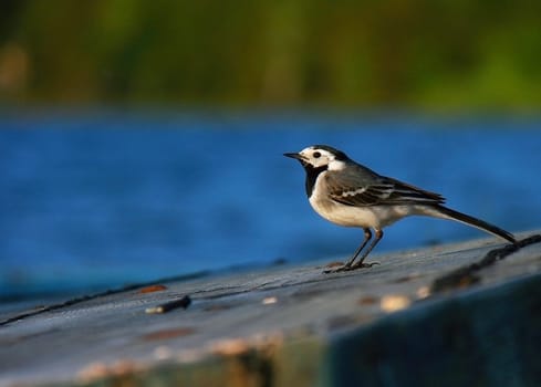 Little bird sits on a wooden boat upside against the background of lake and forest