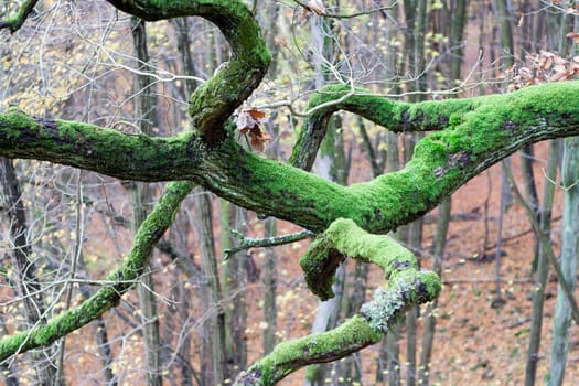 Detail of the branch covered with moss