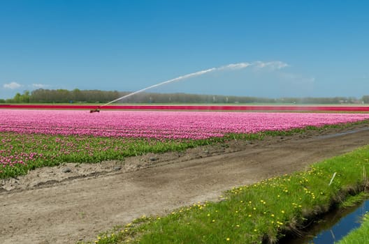 field of tulips is getting watered with a sprinkler