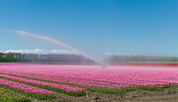 field of tulips is getting watered with a sprinkler