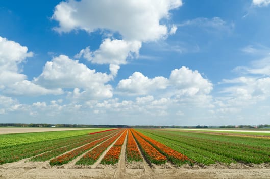 field with rows of tulips in the netherlands