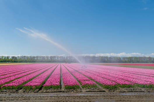 field of tulips is getting watered with a sprinkler