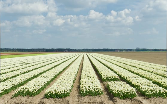 field with rows of white tulips in the netherlands