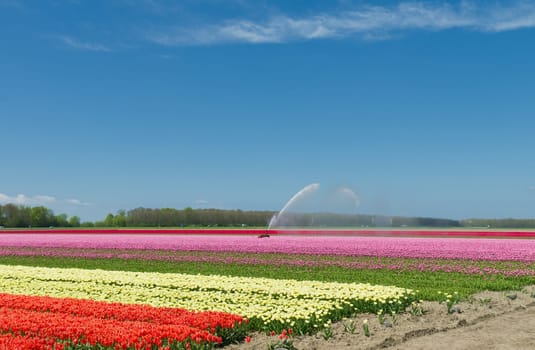 field of tulips is getting watered with a sprinkler