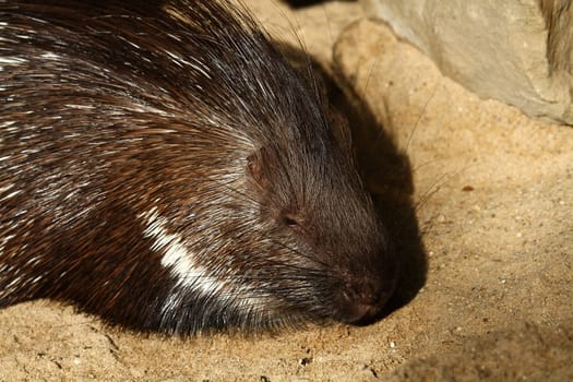 Porcupine