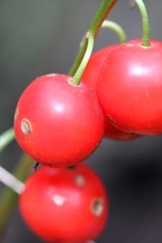 Berries are poisonous flower lily of the valley