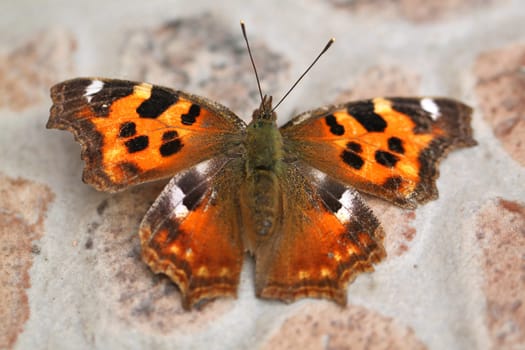 Beautiful large butterfly