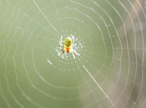 Small yellow-green spider is sitting on a spider web