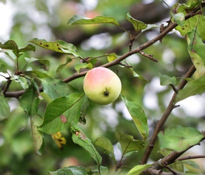Apple hanging on a tree branch