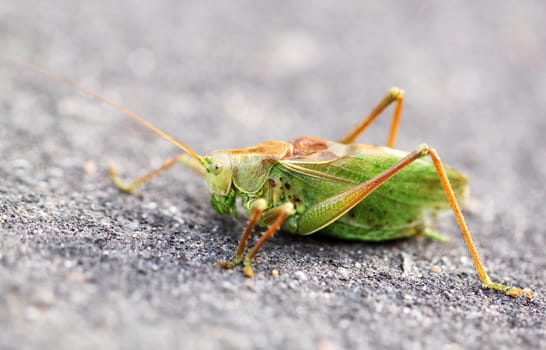 Large green grasshopper locust