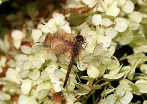 Large dragonfly on a flower