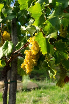 vineyard with grapes ripens in September
