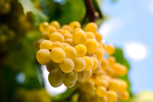 vineyard with grapes ripens in September