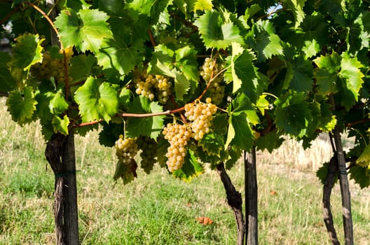 vineyard with grapes ripens in September