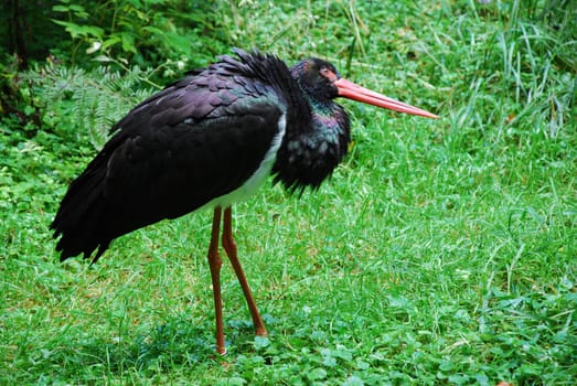Black stork Ciconia nigra Stork Ciconiidae Walking bird Bird