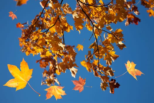 Autumn park trees with yellow leaves in the wood