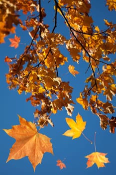 Autumn park trees with yellow leaves in the wood
