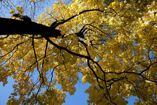 Autumn park trees with yellow leaves in the wood